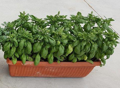 Orto sul balcone moda green Basilico coltivazione in vaso