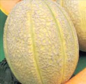 Melone retato Innestato