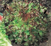 Coltivare Lattuga gentilina rossa in Aprile