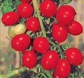 Pomodoro pendolino (principe borghese)