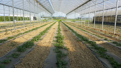 Serra produzione melone biologico