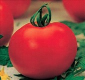 Pomodoro tondo liscio Innestato