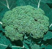 Coltivare Cavolo broccolo in Agosto