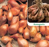 Coltivare Scalogno francese in Marzo