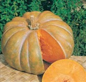 Coltivare Zucca moscata di provenza in Aprile