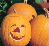 Coltivare Zucca Halloween  in Maggio