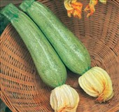 Coltivare Zucchino chiaro in Giugno