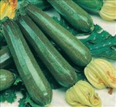 Coltivare Zucchino scuro in Aprile