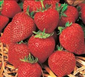 Coltivare Fragola rifiorente in Marzo