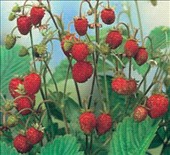 Fragola di bosco