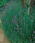 Coltivare Lavanda in Agosto