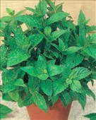 Menta