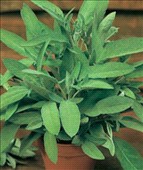 Coltivare Salvia