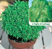 Basilico greco
