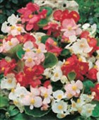 Fiori Begonia