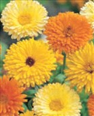 Calendula