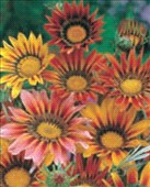 Fiori Gazania