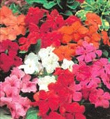 Fiori Impatiens (fiori di vetro)