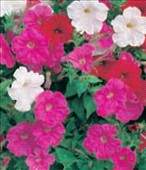 Coltivare Petunia in Maggio