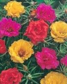 Fiori Portulaca (amici del sole)