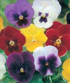 Acquistare Viole