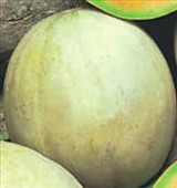 Melone liscio Innestato