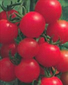 Coltivare Pomodoro ciliegino Innestato in Luglio