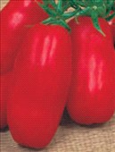 Pomodoro san Marzano Innestato