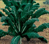 Coltivare Cavolo nero di Toscana in Agosto