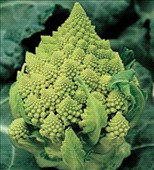 Coltivare Cavolo romanesco in Agosto