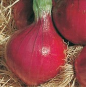 Coltivare Cipolla rossa tropea in Febbraio