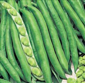 Fava