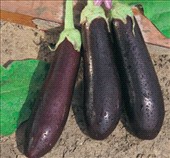 Melanzana lunga Innestata