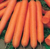 Coltivare Carota in Maggio