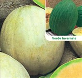 Coltivare Melone liscio in Aprile