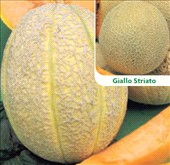 Coltivare Melone retato in Giugno