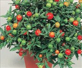 Coltivare Peperone ornamentale (chiara)  in Aprile