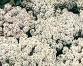 Coltivare Alisso nano bianco in Aprile