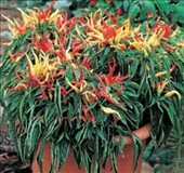 Coltivare Peperone ornamentale eureka in Marzo