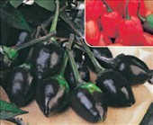 Coltivare Peperone habanero in Agosto