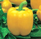Coltivare Peperone grosso giallo in Aprile