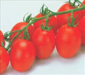 Pomodoro datterino