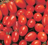 Coltivare Pomodoro salentino in Luglio