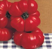 Coltivare Pomodoro costoluto fiorentino in Giugno