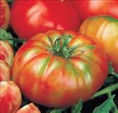 Coltivare Pomodoro costoluto in Maggio