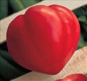 Coltivare Pomodoro cuore in Aprile