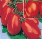 Coltivare Pomodoro industria in Luglio