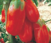Coltivare Pomodoro scatolone in Marzo