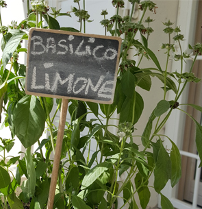 Coltivare Basilico limone in Aprile