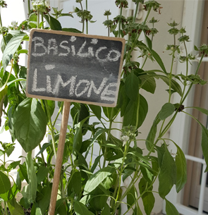 Basilico limone